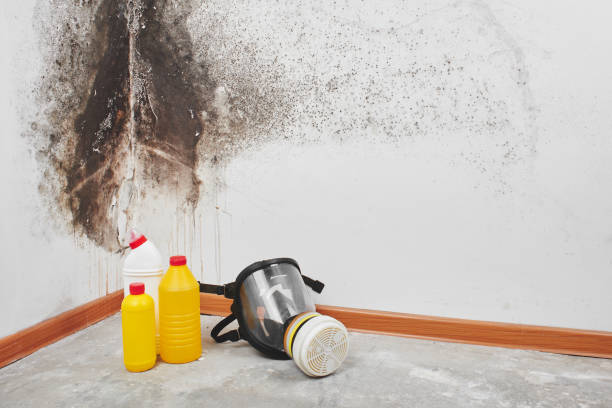 Best DIY Mold Remediation Support Services in Mantua, UT