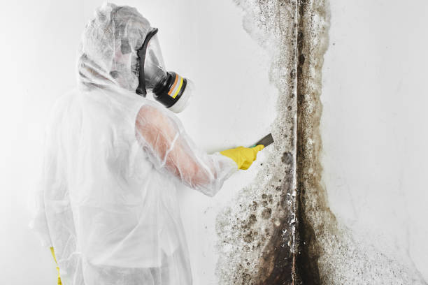 Best HVAC Mold Remediation in Mantua, UT