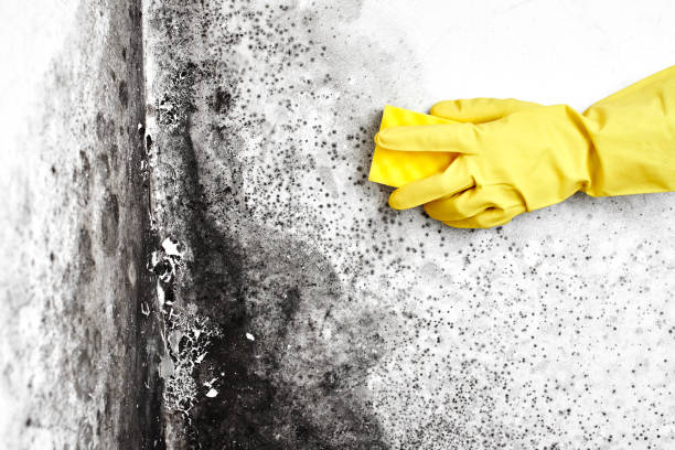 Best Basement Mold Remediation in Mantua, UT