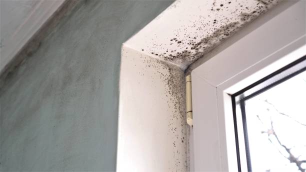 Best Health and Safety Mold Remediation in Mantua, UT