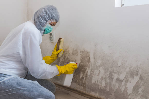 Best Residential Mold Remediation in Mantua, UT