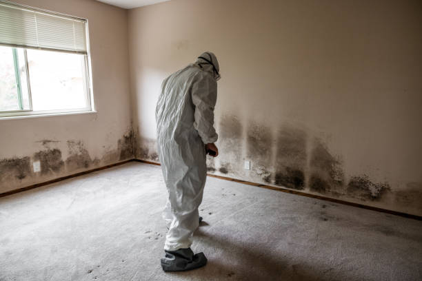 Professional Mold Remediation in Mantua, UT