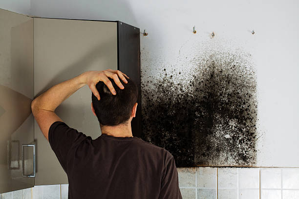 Best Post-Flood Mold Remediation in Mantua, UT