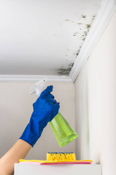 Best Post-Flood Mold Remediation in Mantua, UT