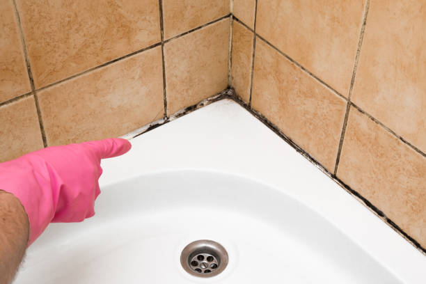 Best Insurance-Related Mold Remediation in Mantua, UT